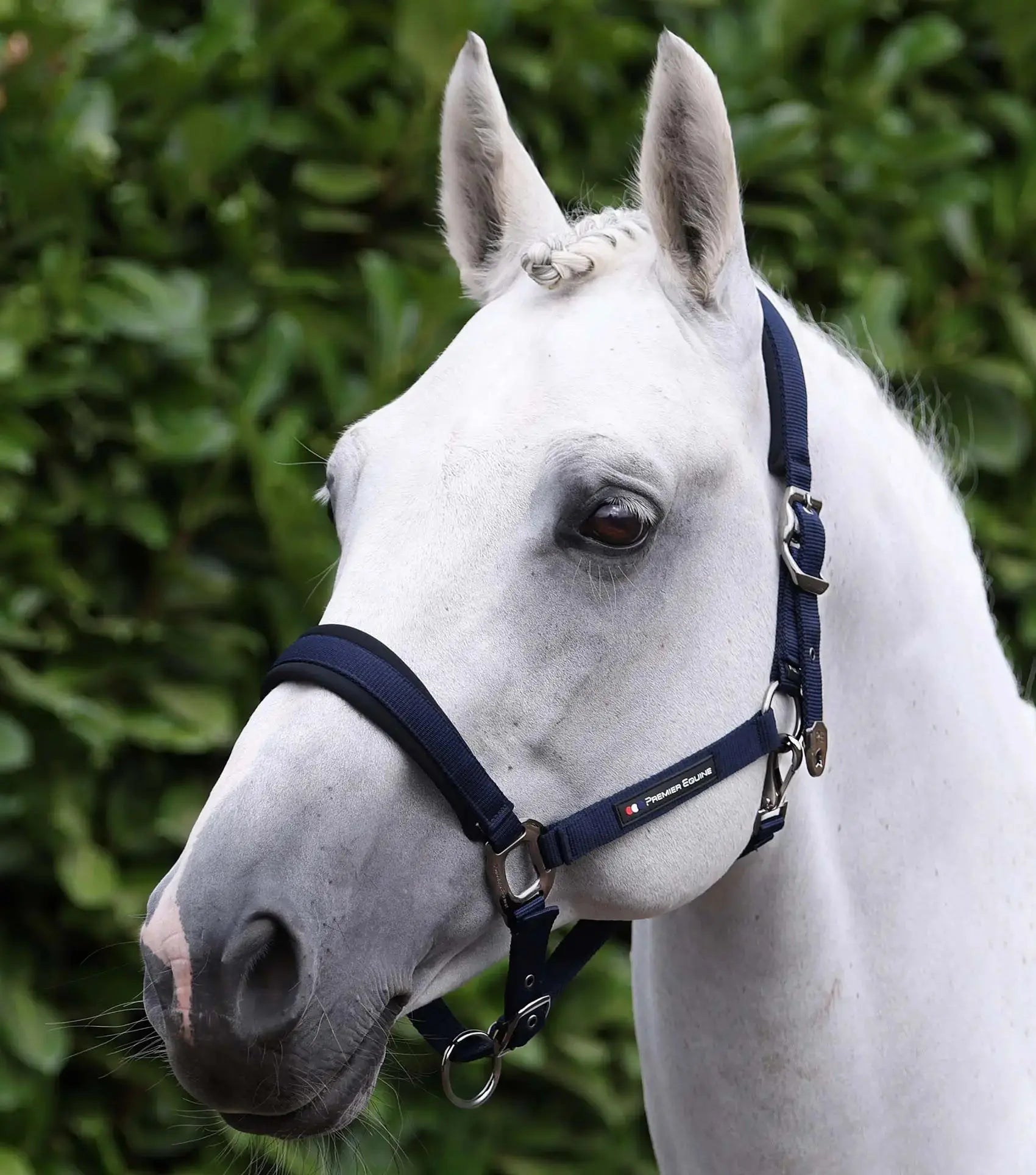 Premier Equine Corda Padded Head Collar with Lead Rope by Premier Equine at  Try A Bit