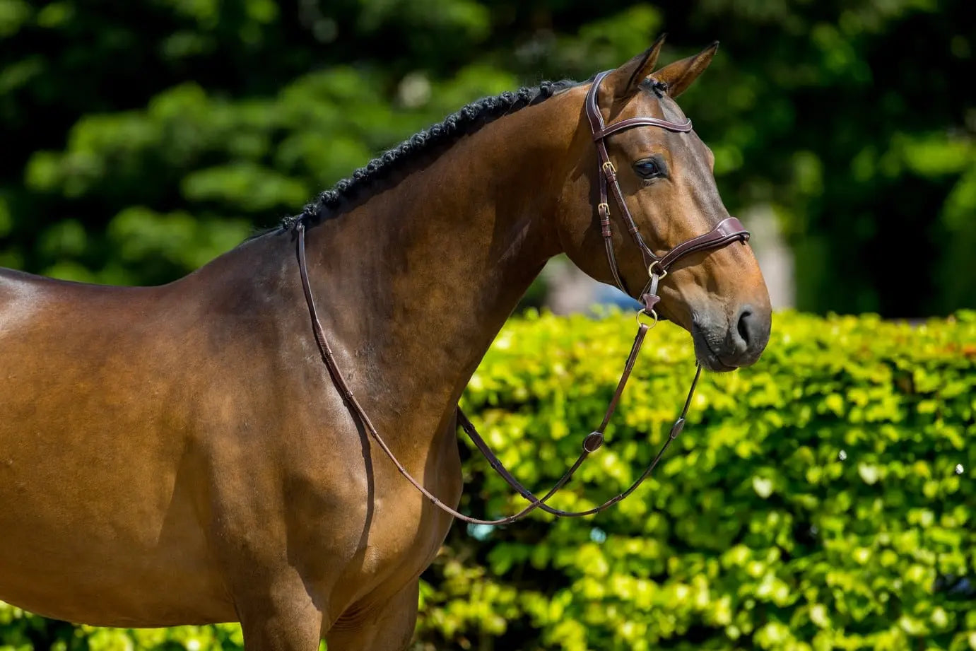Trust Equestrian Falsterbo T-motion Bridle by Trust Equestrian at  Try a Bit