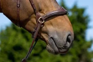 Trust Equestrian Falsterbo T-motion Bridle by Trust Equestrian at  Try a Bit