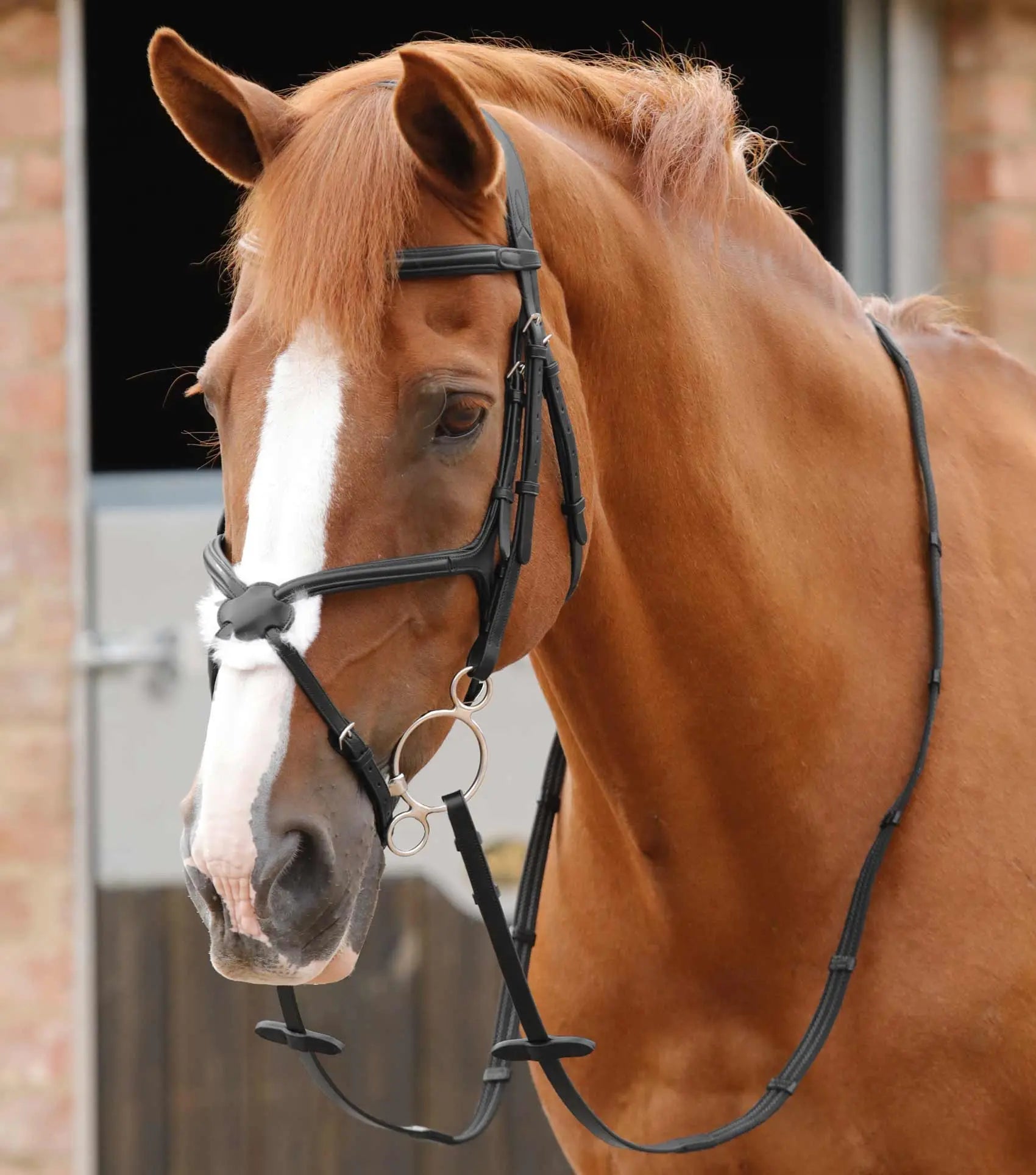 Premier Equine Domenico Web & Rubber Grip Reins by Premier Equine at  Try a Bit