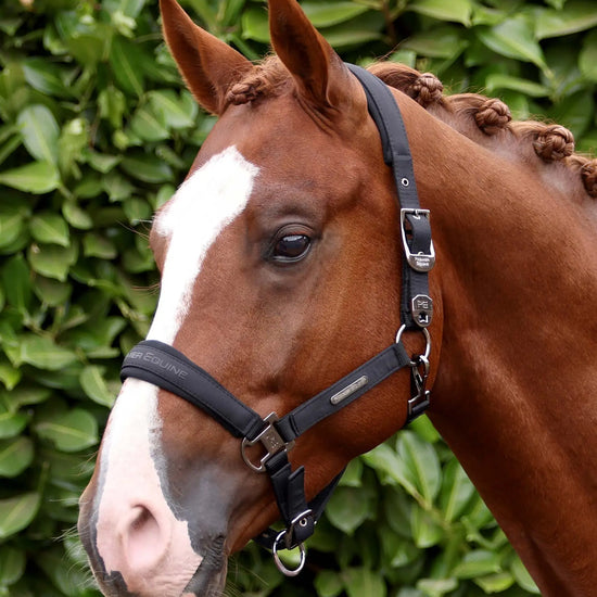 Duco Padded Head Collar With Lead Rope Black by Premier Equine Int. at  Try A Bit