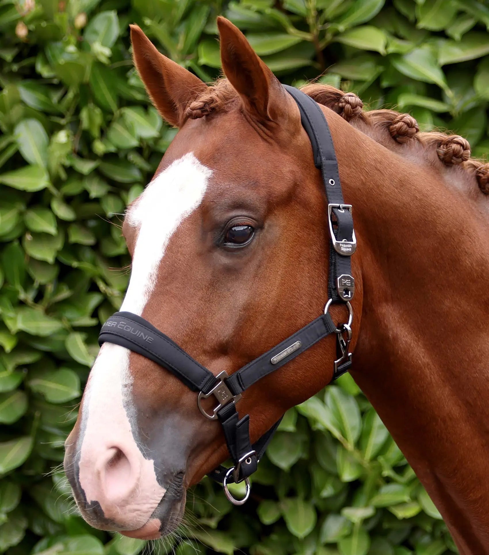 Duco Padded Head Collar With Lead Rope Black by Premier Equine Int. at  Try A Bit