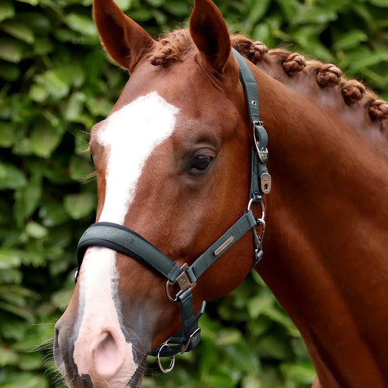 Duco Padded Head Collar with Lead Rope by Premier Equine Int. at  Try A Bit