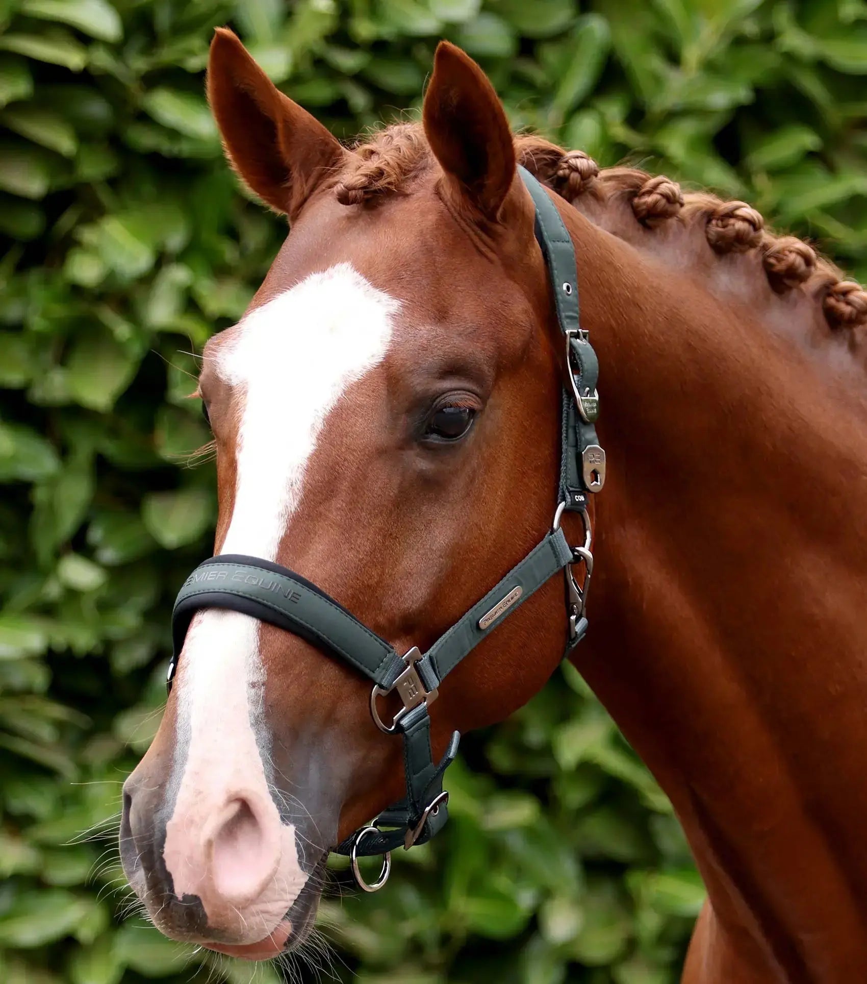 Duco Padded Head Collar with Lead Rope by Premier Equine Int. at  Try A Bit