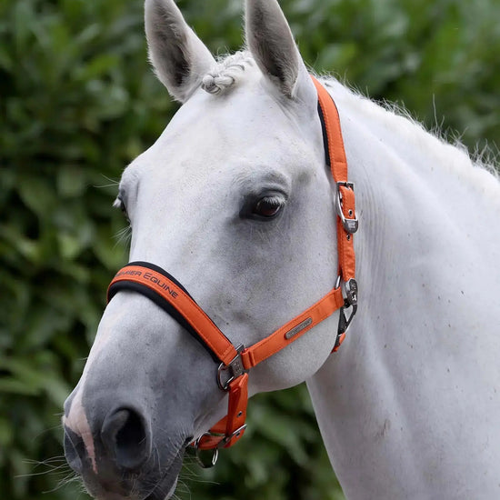 Duco Padded Head Collar with Lead Rope by Premier Equine Int. at  Try A Bit