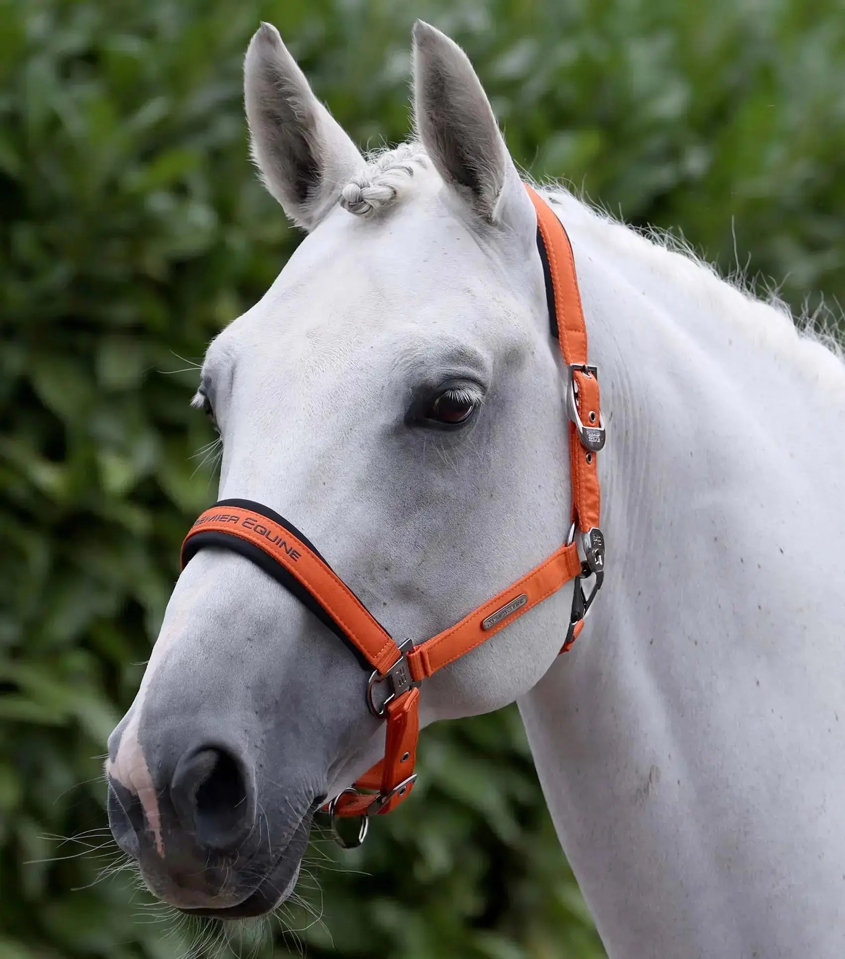 Duco Padded Head Collar with Lead Rope by Premier Equine Int. at  Try A Bit