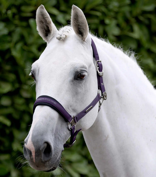 Duco Padded Head Collar with Lead Rope Grape by Premier Equine Int. at  Try A Bit