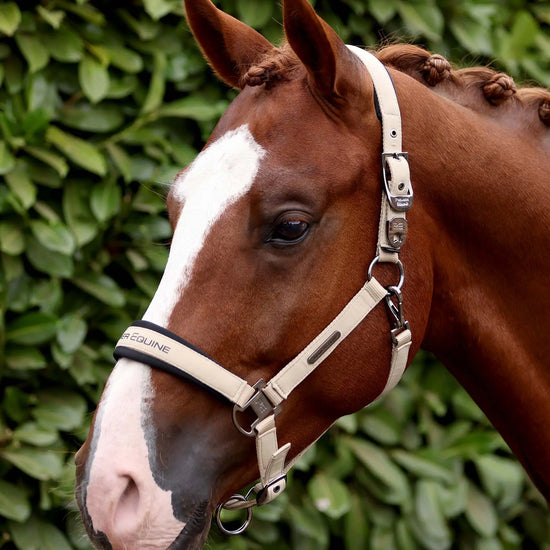 Duco Padded Head Collar with Lead Rope Taupe by Premier Equine Int. at  Try A Bit