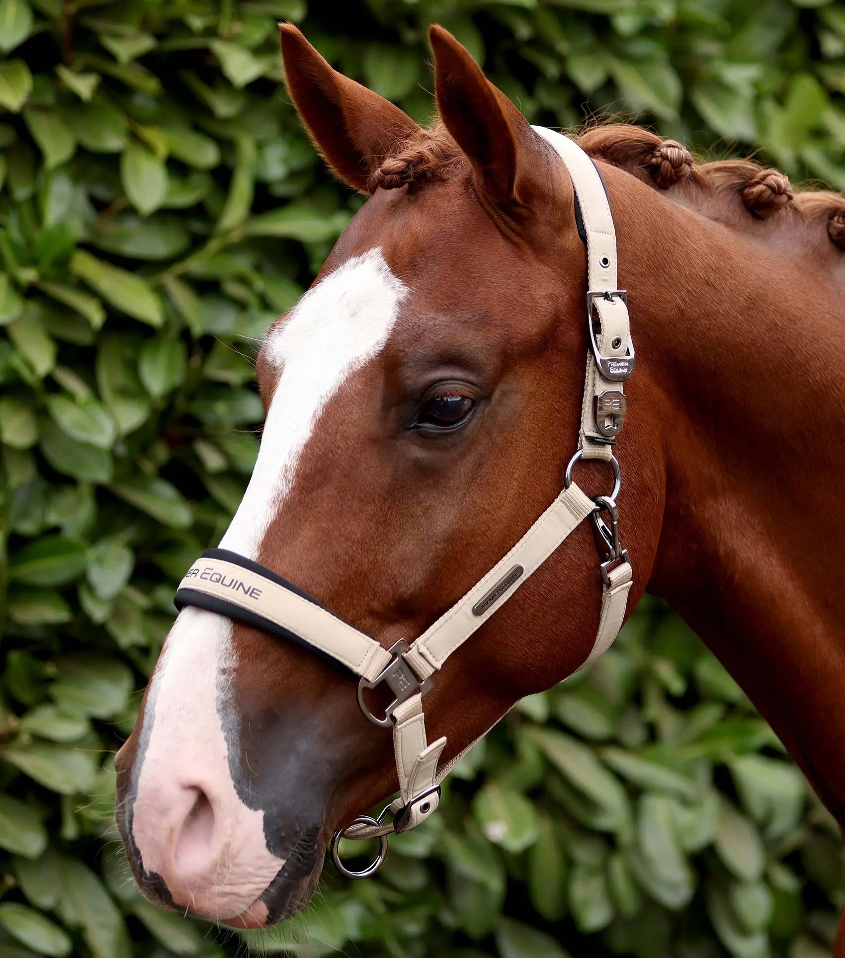 Duco Padded Head Collar with Lead Rope Taupe by Premier Equine Int. at  Try A Bit