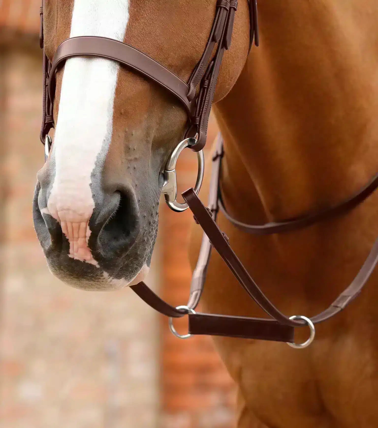 Premier Equine Esperia Irish Martingale by Premier Equine at  Try a Bit