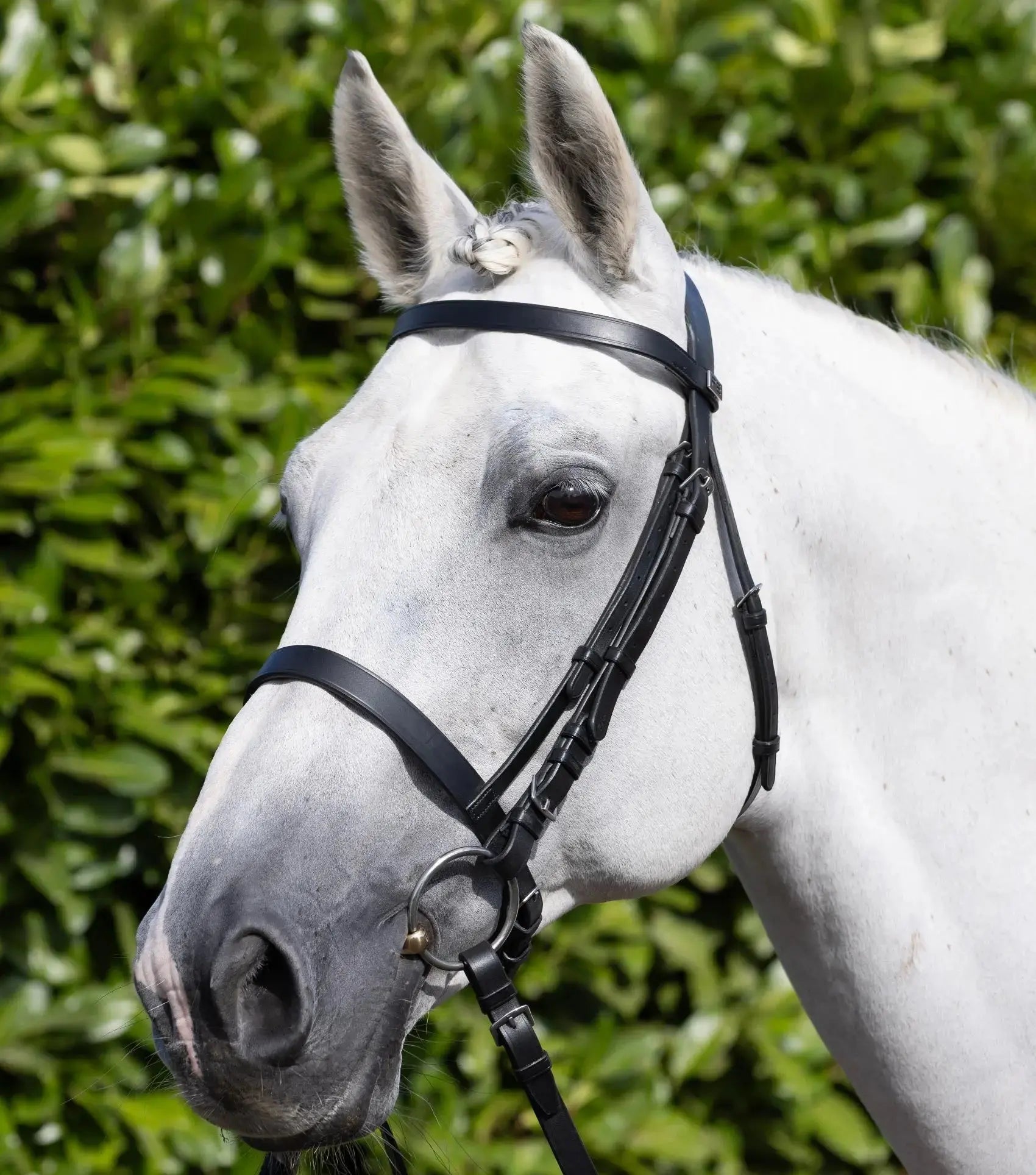 PExercise / Racing Bridle with Plain Caveson Noseband Dark Havana by Premier Equine Int. Ltd. at  Try A Bit