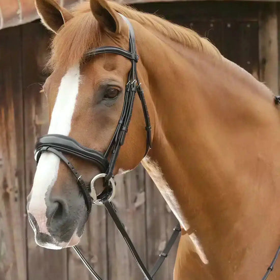 Premier Equine Favoloso Anatomic Bridle with Crank Noseband by Premier Equine at  Try a Bit