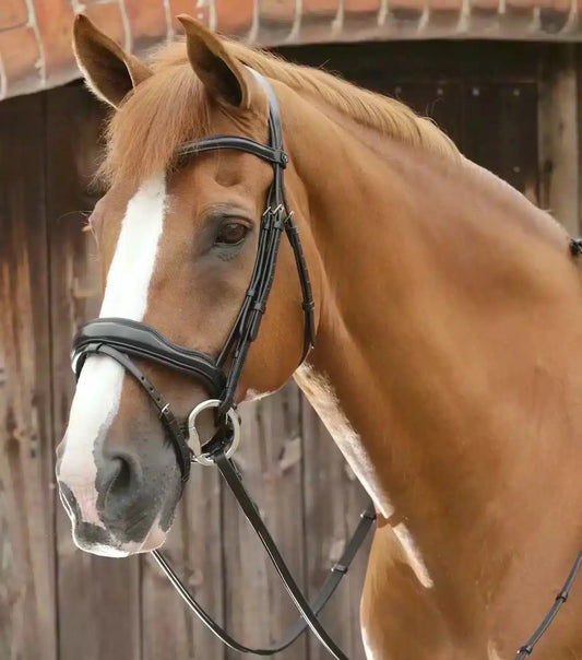 Premier Equine Favoloso Anatomic Bridle with Crank Noseband by Premier Equine at  Try a Bit