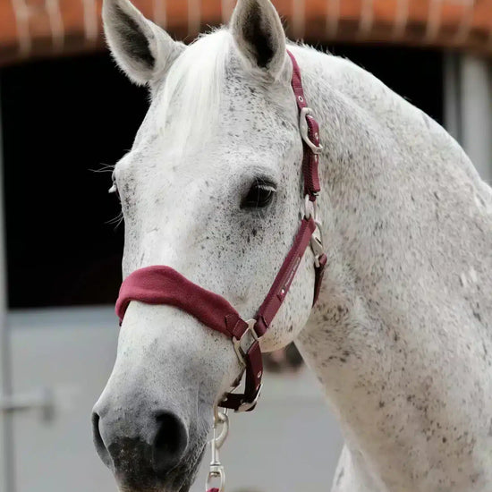 Premier Equine Fleece Padded Horse Head Collar by Premier Equine at  Try a Bit
