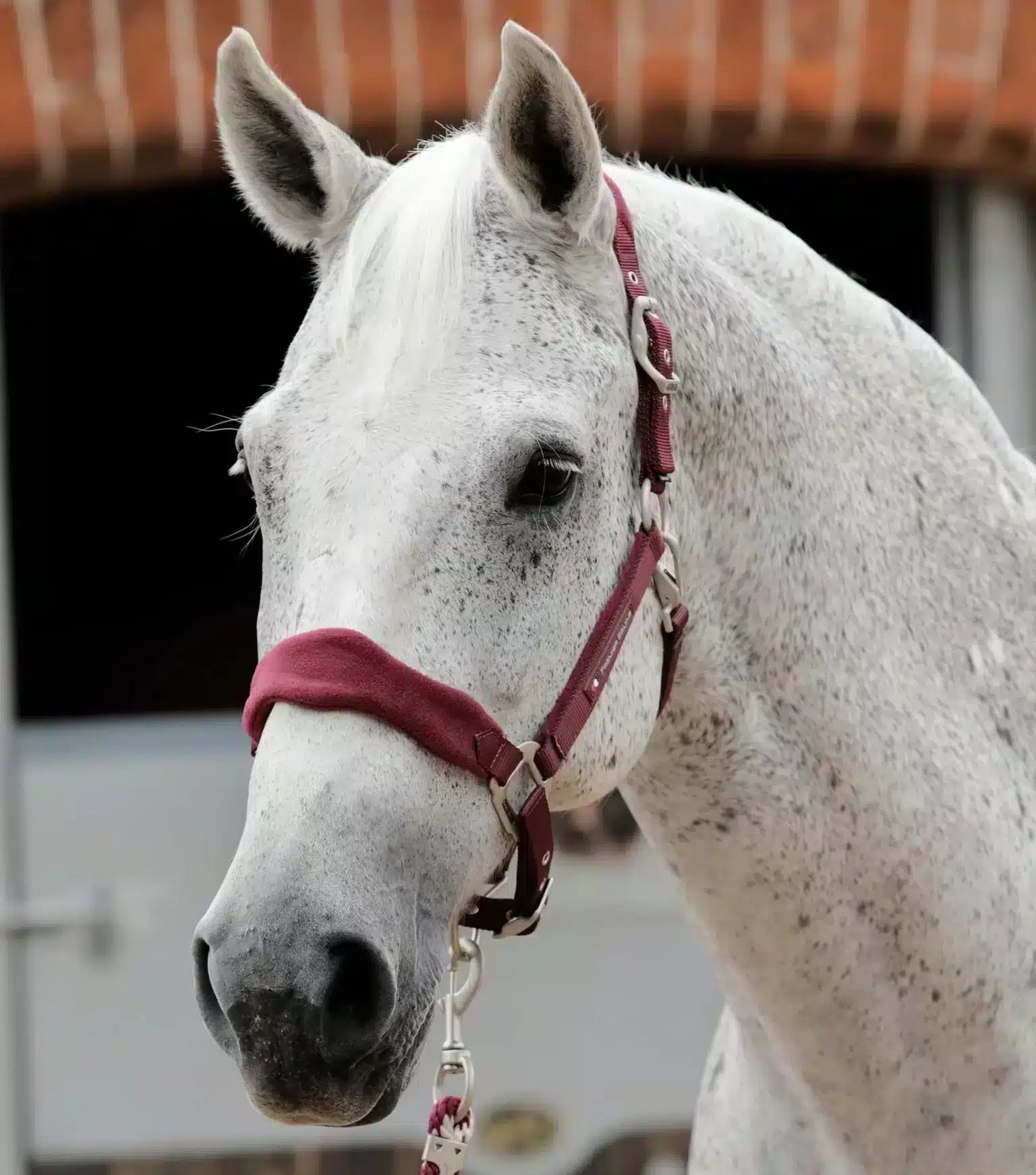 Premier Equine Fleece Padded Horse Head Collar by Premier Equine at  Try a Bit
