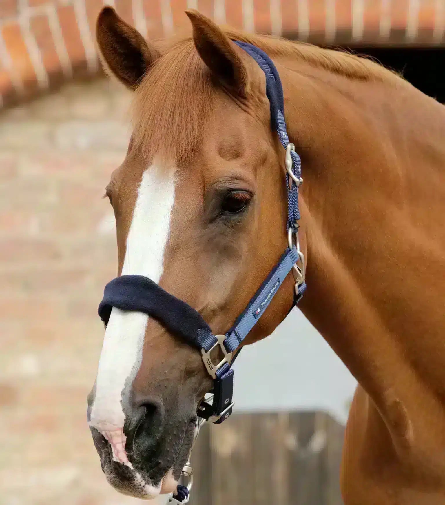 Premier Equine Fleece Padded Horse Head Collar by Premier Equine at  Try a Bit