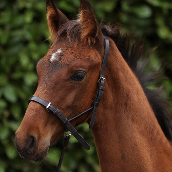 Standard Foal Slip 5/8" Dark Havana by Premier Equine Int. Ltd. at  Try A Bit