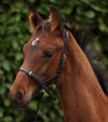 Standard Foal Slip 5/8" Dark Havana by Premier Equine Int. Ltd. at  Try A Bit