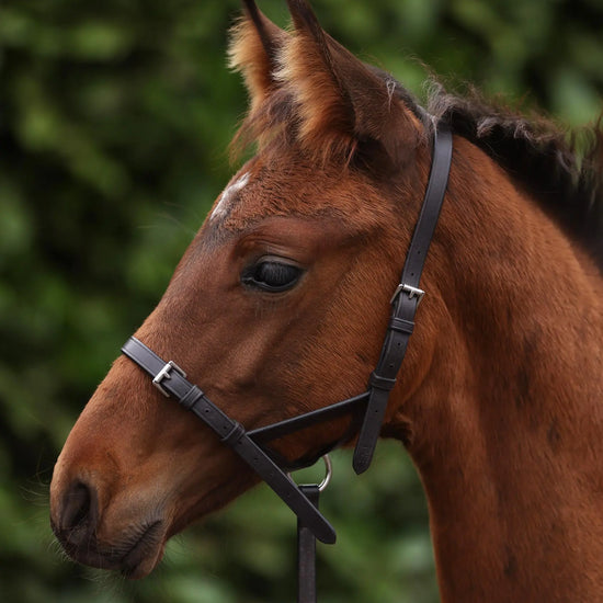Foal Slip 1/2" Dark Havana by Premier Equine Int. Ltd. at  Try A Bit