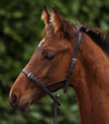 Foal Slip 1/2" Dark Havana by Premier Equine Int. Ltd. at  Try A Bit