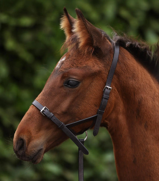 Foal Slip 1/2" Dark Havana by Premier Equine Int. Ltd. at  Try A Bit