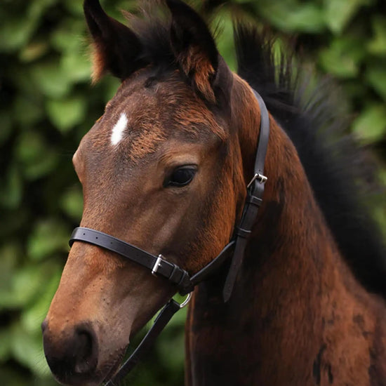 Standard Foal Slip 3/4" Dark Havana by Premier Equine Int. Ltd. at  Try A Bit