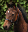 Standard Foal Slip 3/4" Dark Havana by Premier Equine Int. Ltd. at  Try A Bit