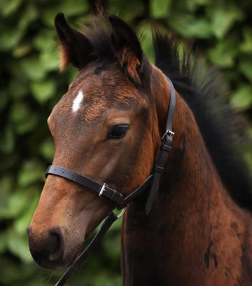 Standard Foal Slip 3/4" Dark Havana by Premier Equine Int. Ltd. at  Try A Bit