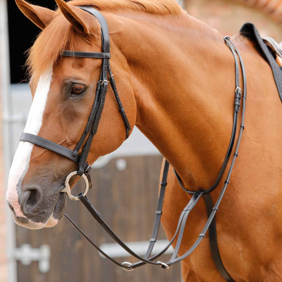 Premier Equine Fuscaldo Running Martingale by Premier Equine at  Try a Bit