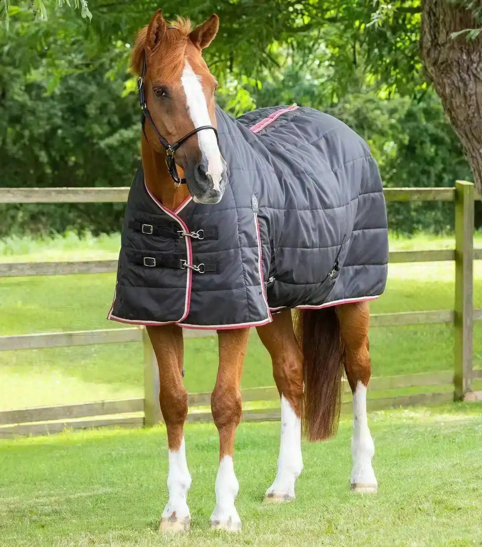 Premier Equine Garissa Stable Rug 100g by Premier Equine at  Try a Bit