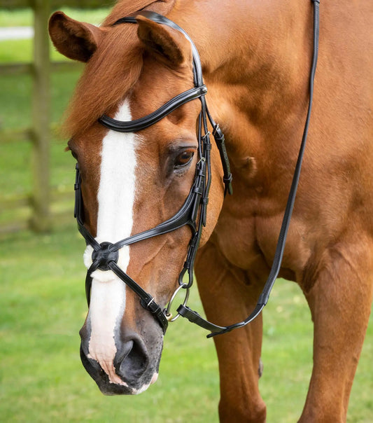 Premier Equine Glorioso Grackle Bridle by Premier Equine at  Try a Bit
