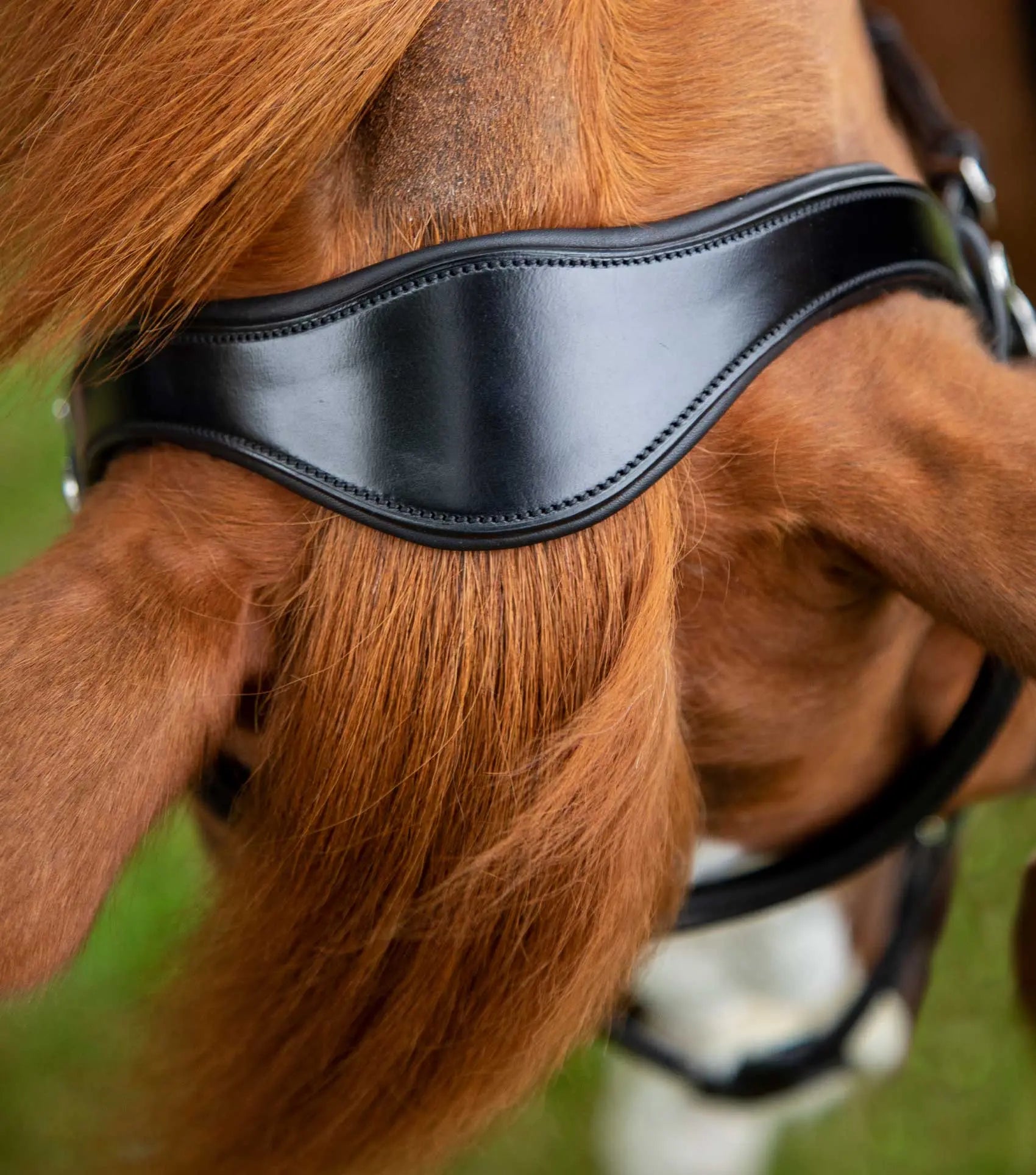 Premier Equine Glorioso Grackle Bridle by Premier Equine at  Try a Bit