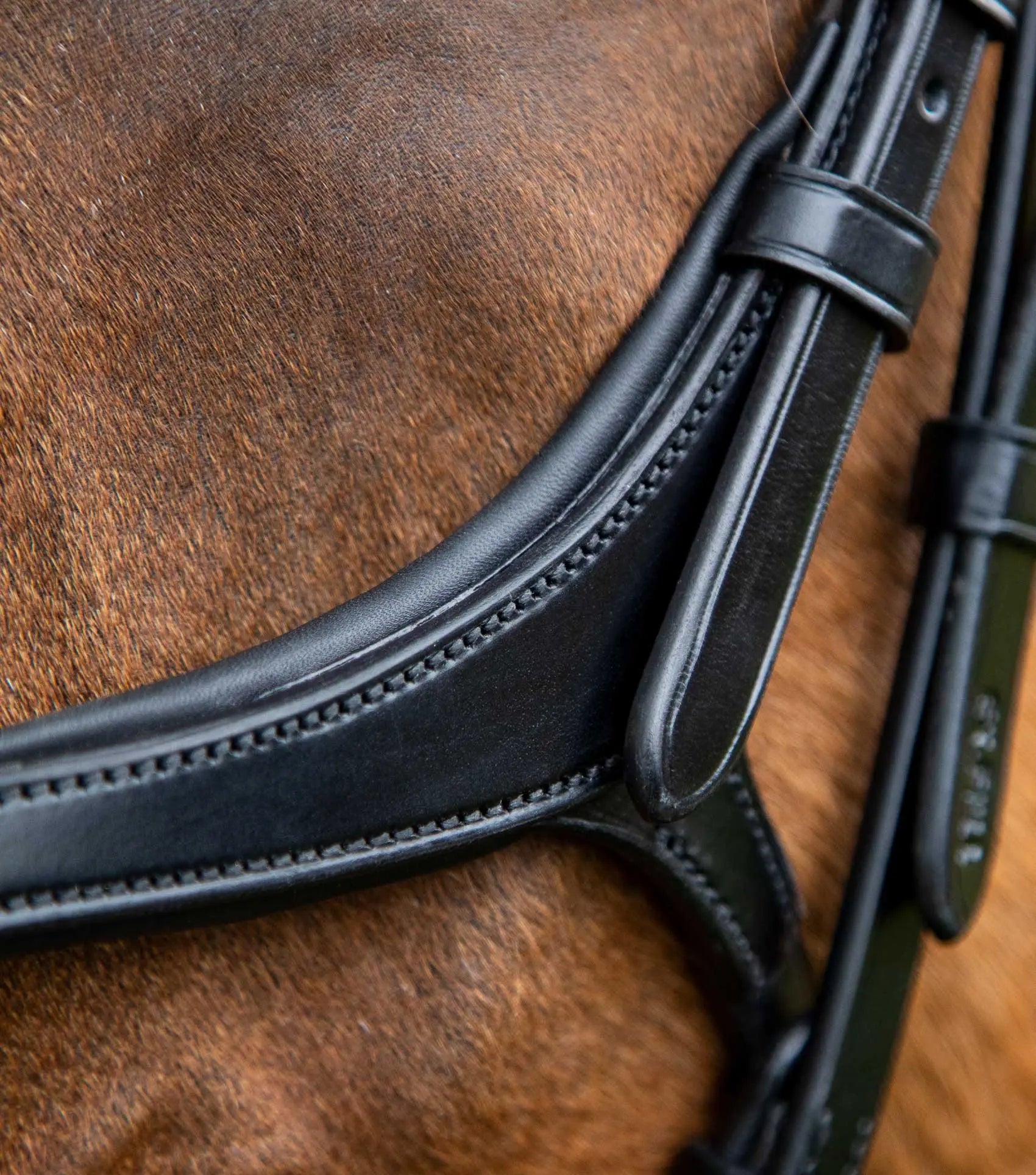 Premier Equine Glorioso Grackle Bridle by Premier Equine at  Try a Bit
