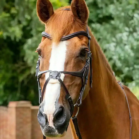 Premier Equine Glorioso Grackle Bridle by Premier Equine at  Try a Bit