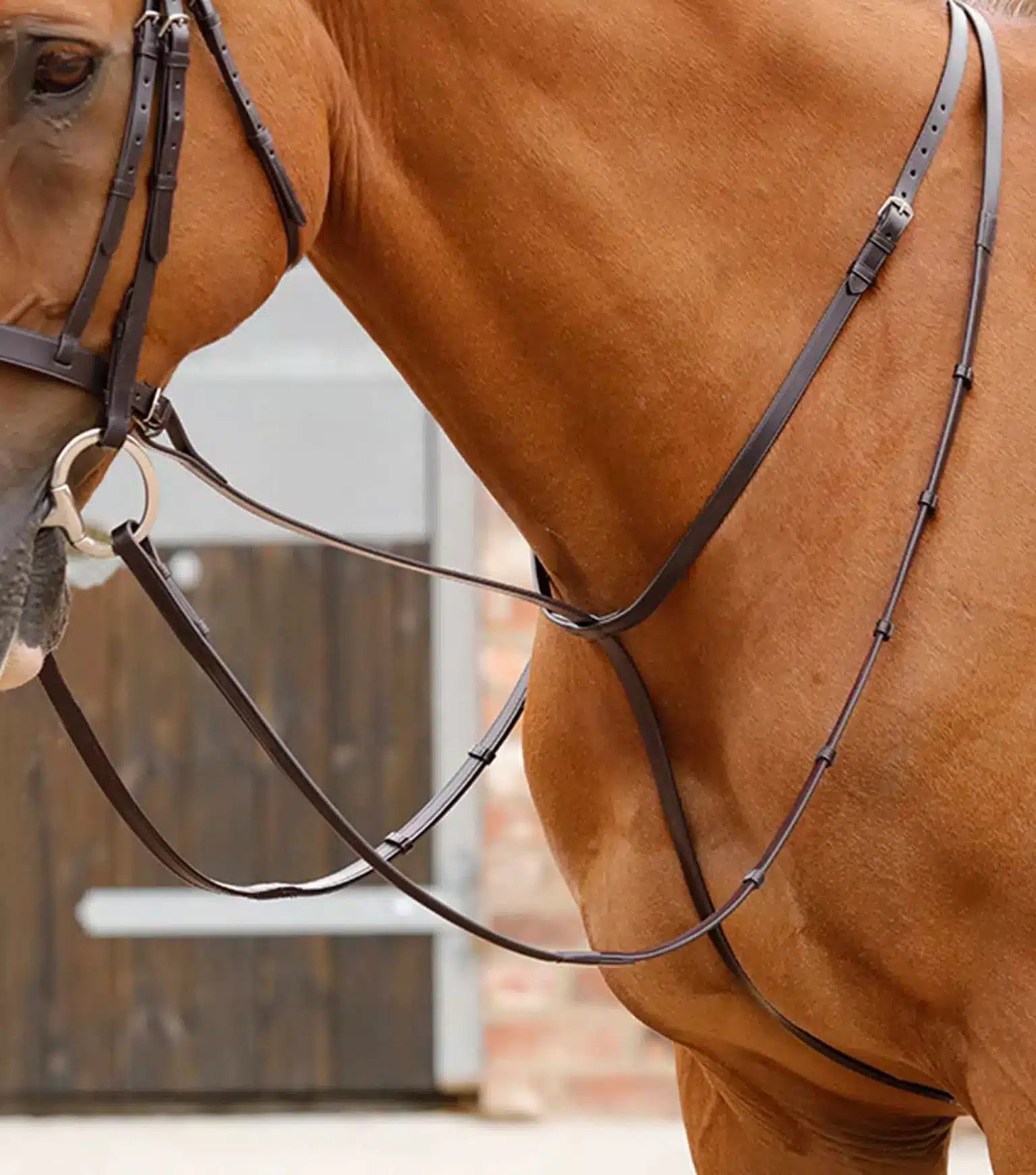Premier Equine Gressan Standing Martingale by Premier Equine at  Try a Bit