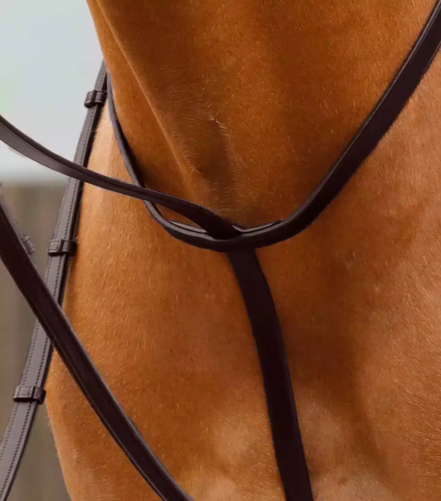 Premier Equine Gressan Standing Martingale by Premier Equine at  Try a Bit