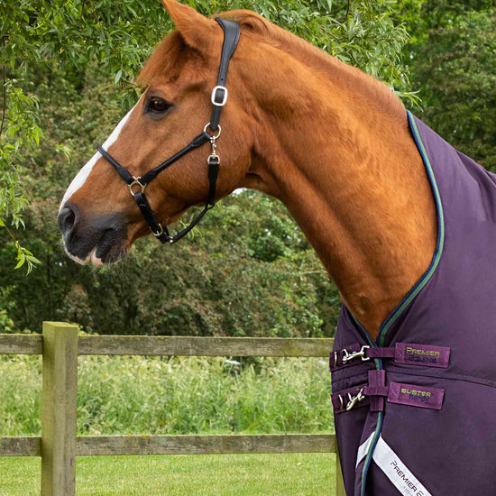 Premier Equine Buster Hardy 100g Half Neck Turnout Rug by Premier Equine at  Try a Bit
