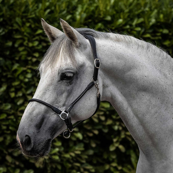 Premier Equine Hennaroso Rolled Anatomic Leather Head Collar by Premier Equine at  Try a Bit