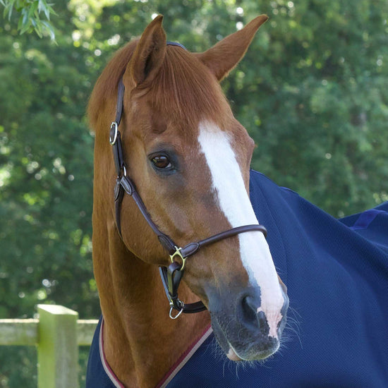 Premier Equine Hennaroso Rolled Anatomic Leather Head Collar by Premier Equine at  Try a Bit