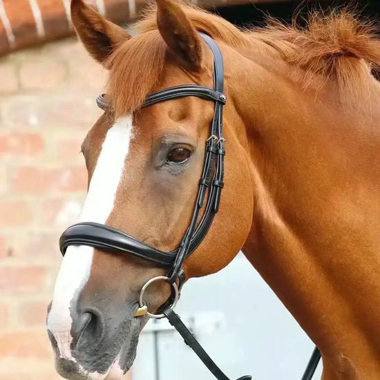 Premier Equine Lambro Anatomic Bridle with Crank Noseband by Premier Equine at  Try a Bit