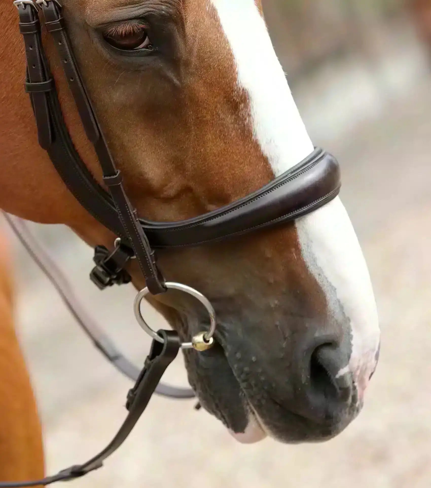 Premier Equine Lambro Anatomic Bridle with Crank Noseband by Premier Equine at  Try a Bit