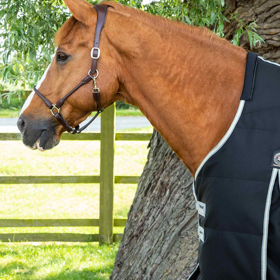 Premier Equine Lucanta Demi Stable 100g by Premier Equine at  Try a Bit