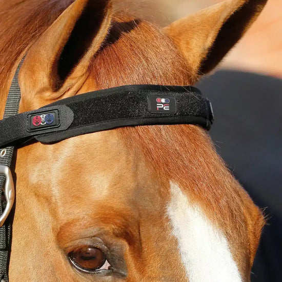 Premier Equine Magni-Teque Magnetic Browband by Premier Equine at  Try a Bit