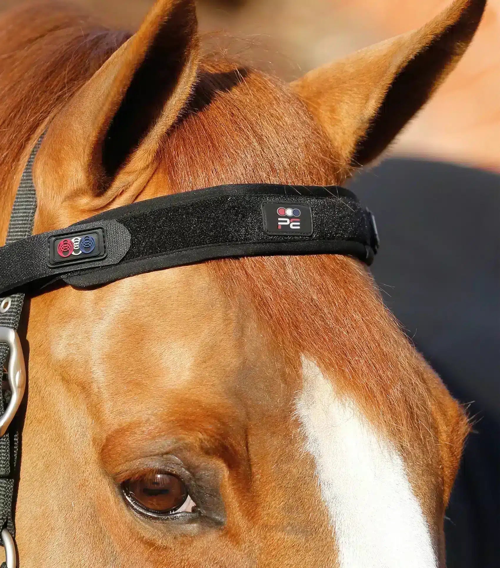 Premier Equine Magni-Teque Magnetic Browband by Premier Equine at  Try a Bit