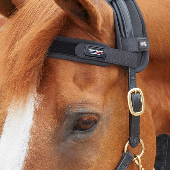 Premier Equine Magni-Teque Magnetic Browband by Premier Equine at  Try a Bit