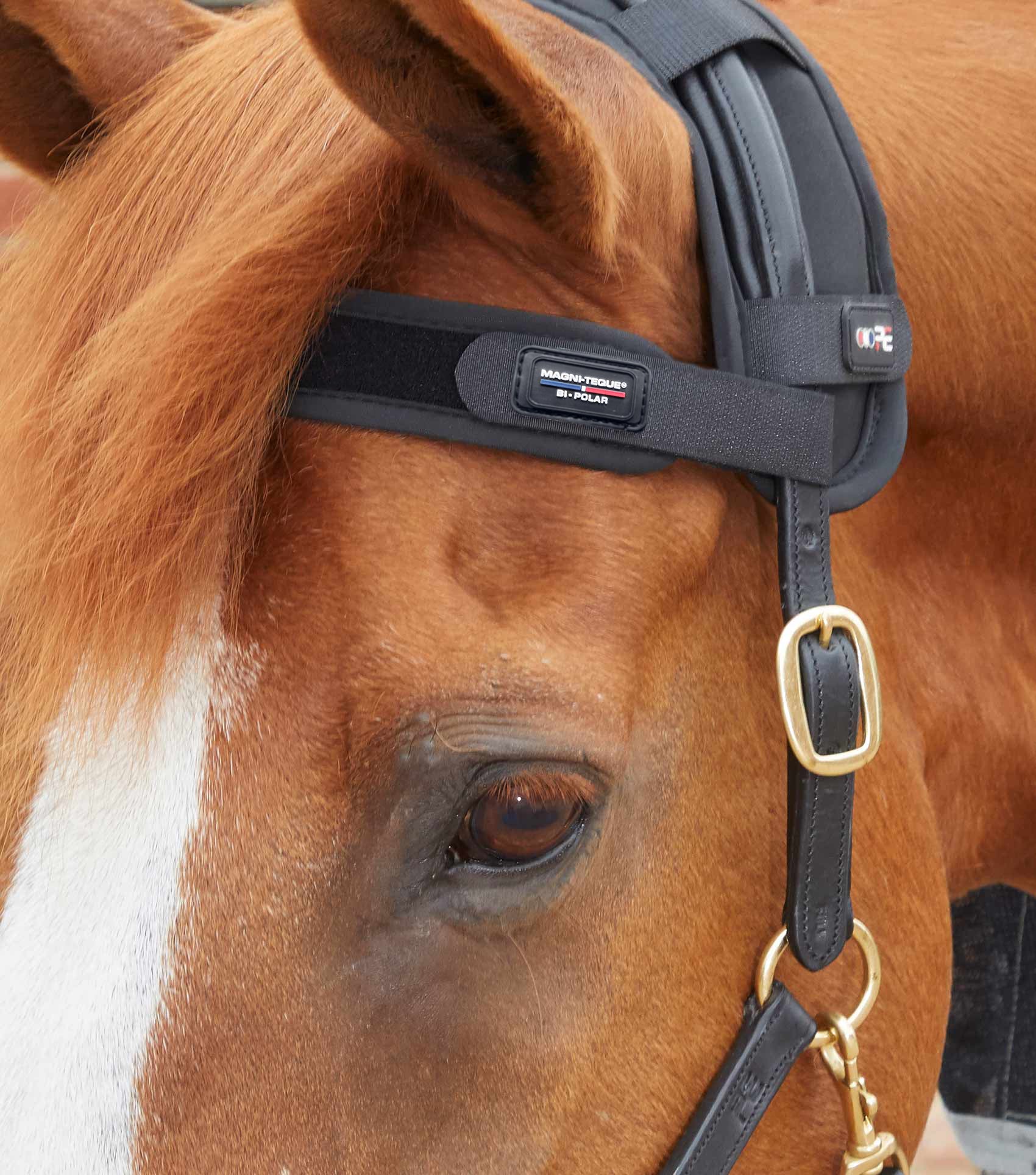 Premier Equine Magni-Teque Magnetic Browband by Premier Equine at  Try a Bit