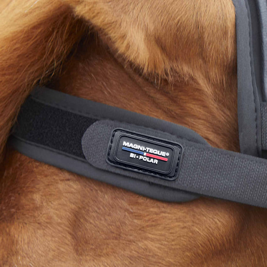 Premier Equine Magni-Teque Magnetic Browband by Premier Equine at  Try a Bit
