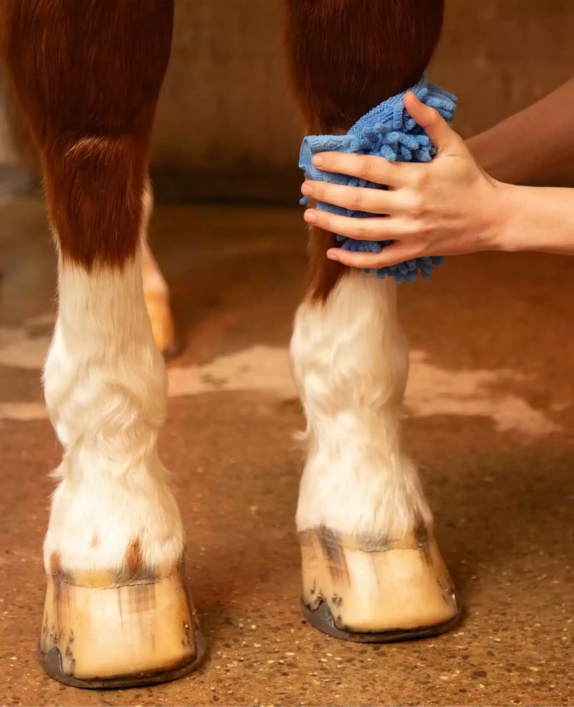 Premier Equine Microfibre Grooming Mitt by Premier Equine at  Try a Bit