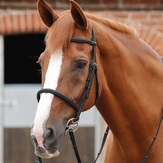 Premier Equine Mossimo Cavesson Bridle by Premier Equine at  Try a Bit