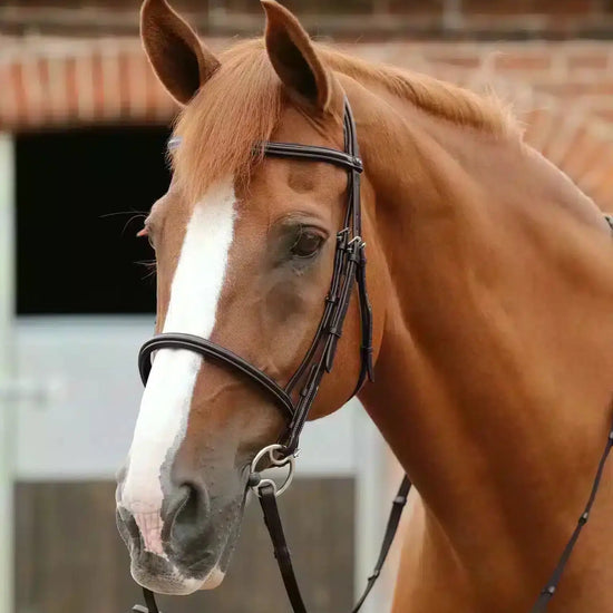 Premier Equine Mossimo Cavesson Bridle by Premier Equine at  Try a Bit